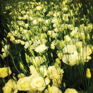 lisianthus