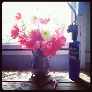 papaver