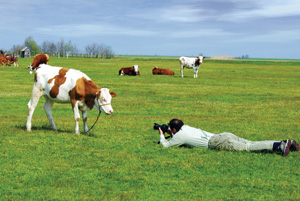 cow