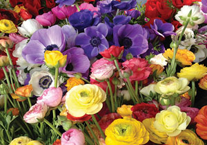 Ranunculus