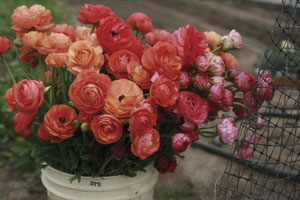 Ranunculus