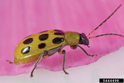spotted cucumber beetle