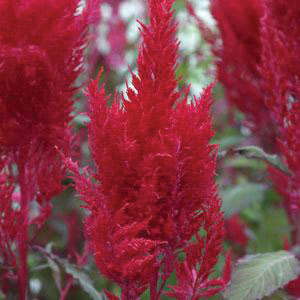 Sunday Red