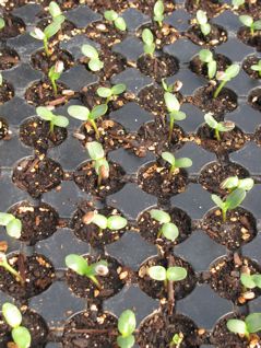 tray of sunflowers that just germinated