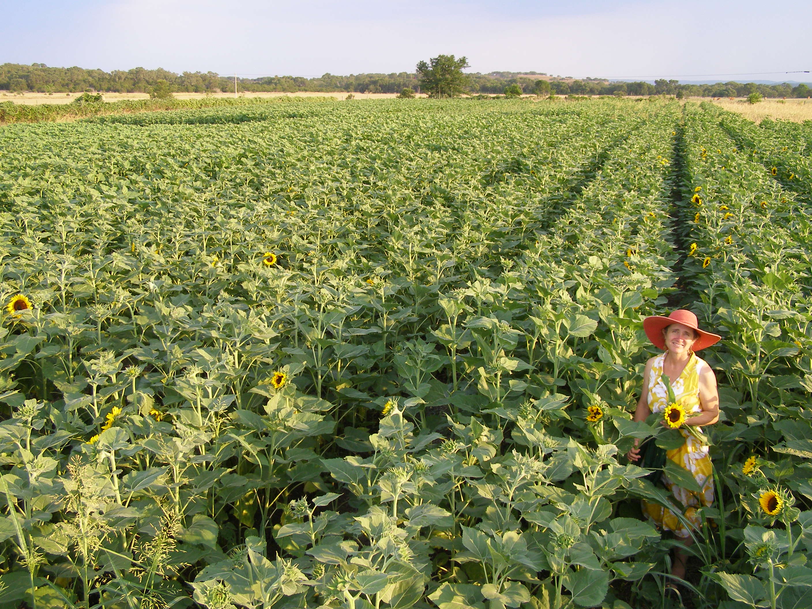 Sunflowers