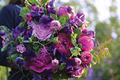 sweet pea 1