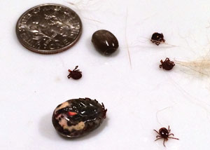 tick