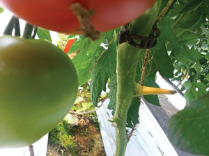 tomato