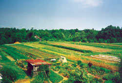 Twin Oaks