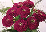 Zinnia Benary Giant