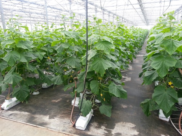 consider growing cukes umbrella style growing for market