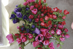 Anemones