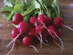 Radish