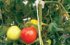 tomatoes