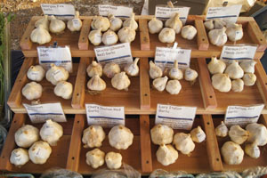 garlic