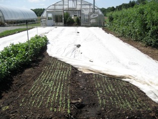 germinating seeds under row cover
