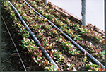 hoophouse lettuc