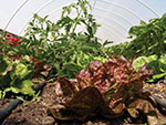 lettuce