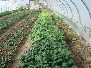 greens in hoophouse