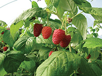 raspberries