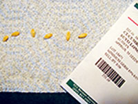 seeds on paper towel