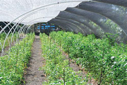 Shade Cloth