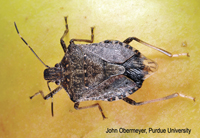 stink bug