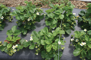 Strawberries