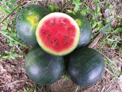 Watermelon