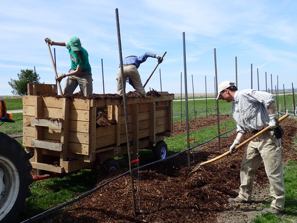 apples-for-vegetable-and-flower-growers-part-one