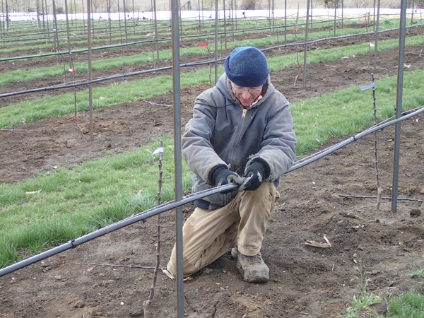 apples-for-vegetable-and-flower-growers-part-one